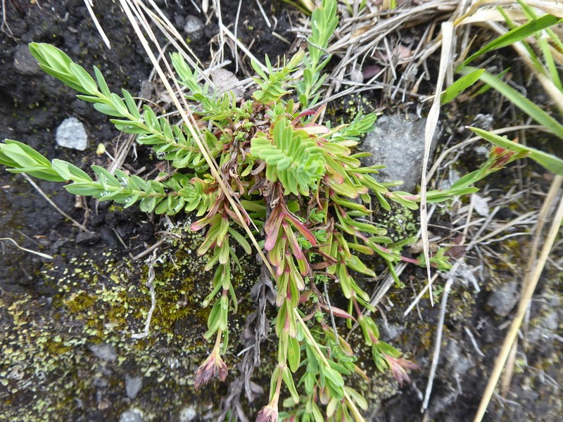 Hypericum brevistylum photo 3