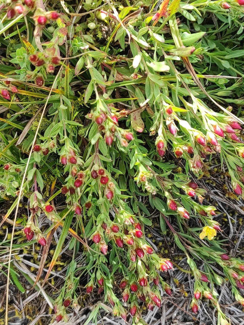 Hypericum brevistylum photo 4