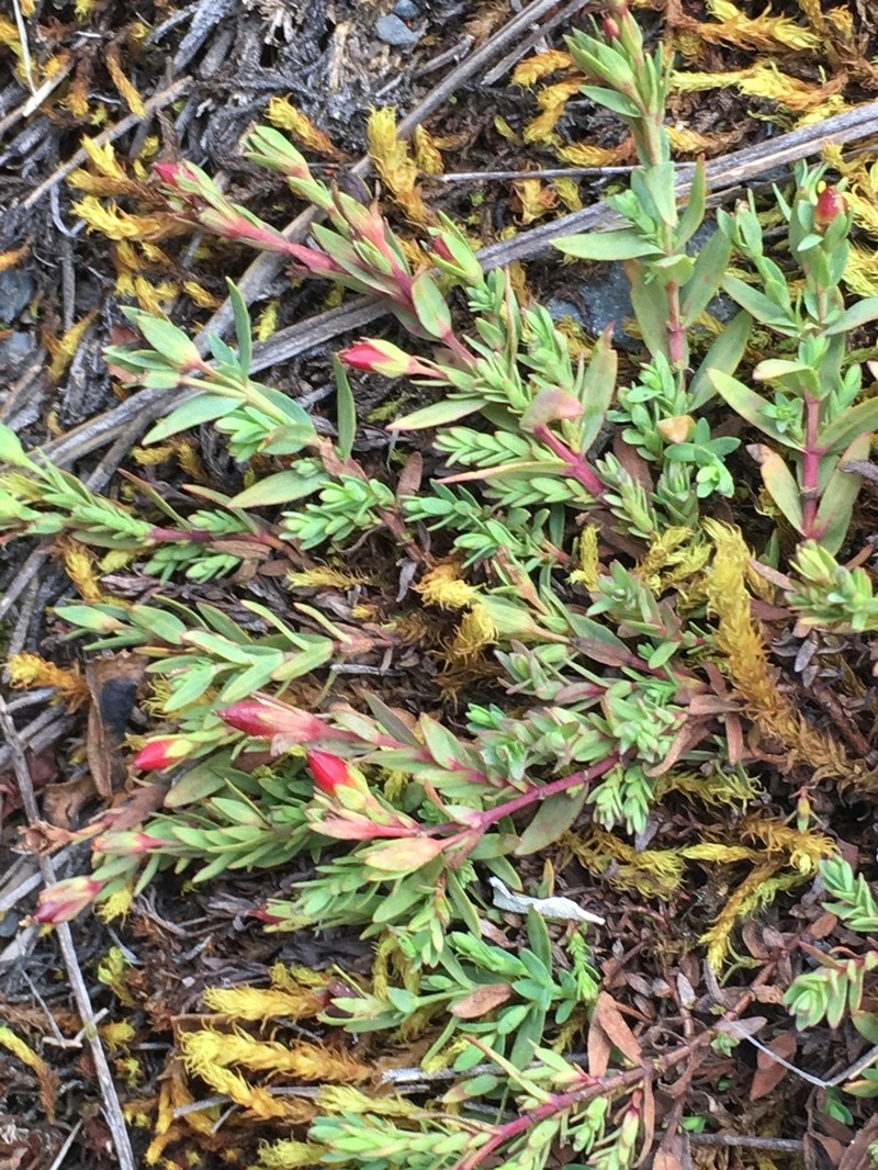 Hypericum brevistylum photo 5
