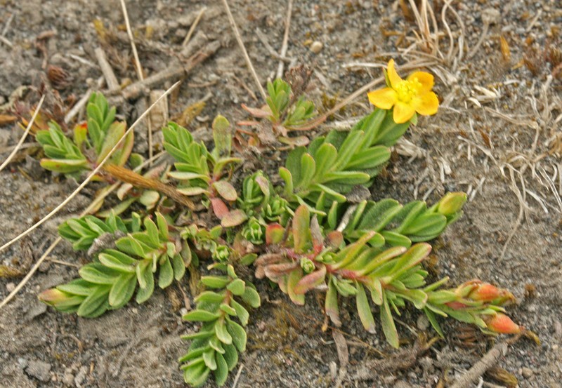 Hypericum brevistylum photo 6