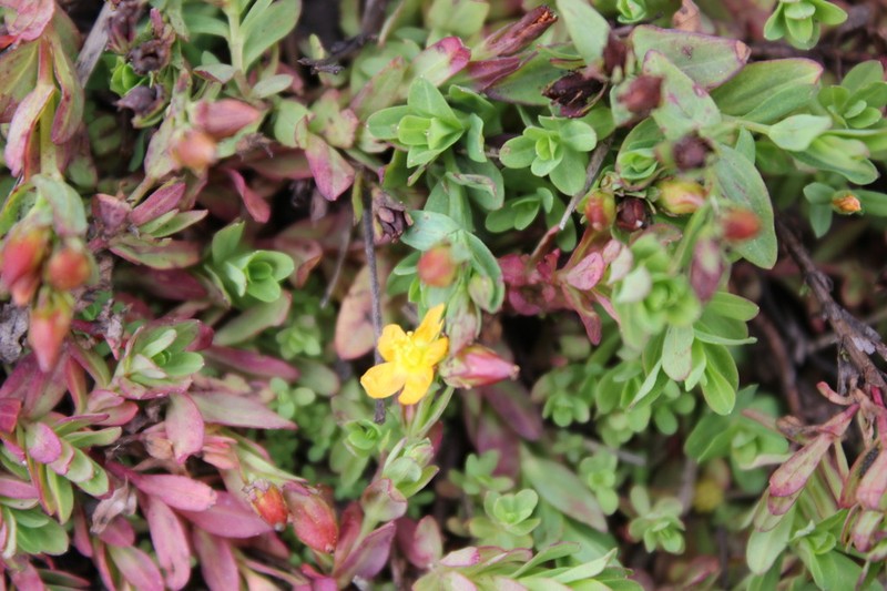 Hypericum brevistylum photo 7