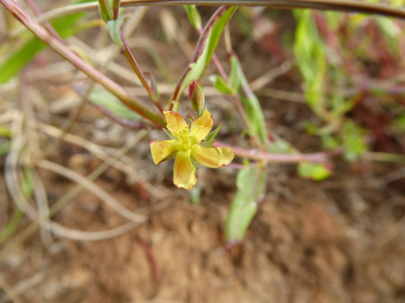 Hypericum brevistylum photo 8