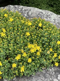 Buckley's St. Johnswort