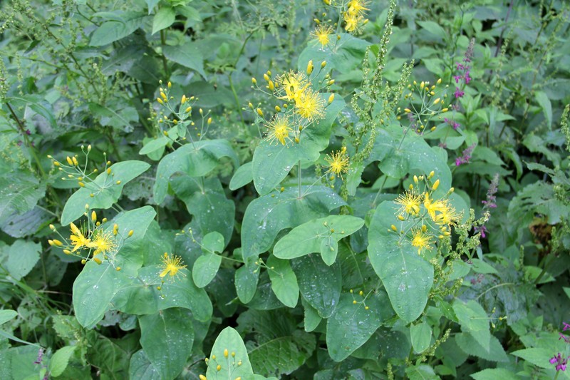 Hypericum bupleuroides