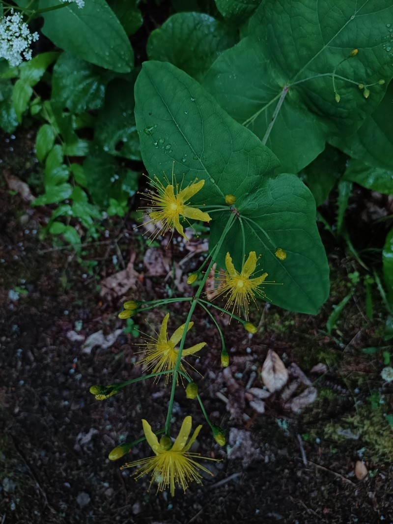 Hypericum bupleuroides photo 2