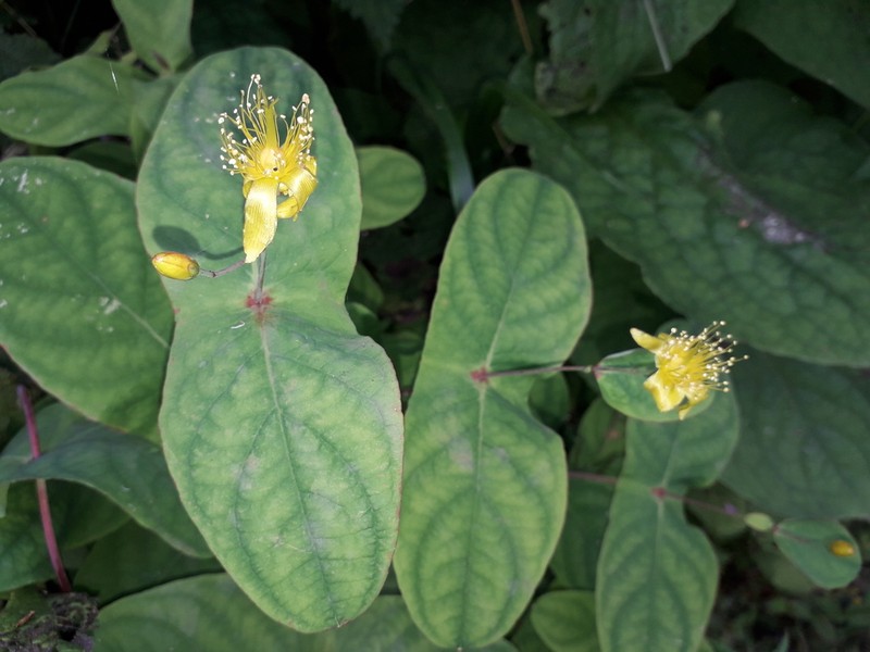 Hypericum bupleuroides photo 3