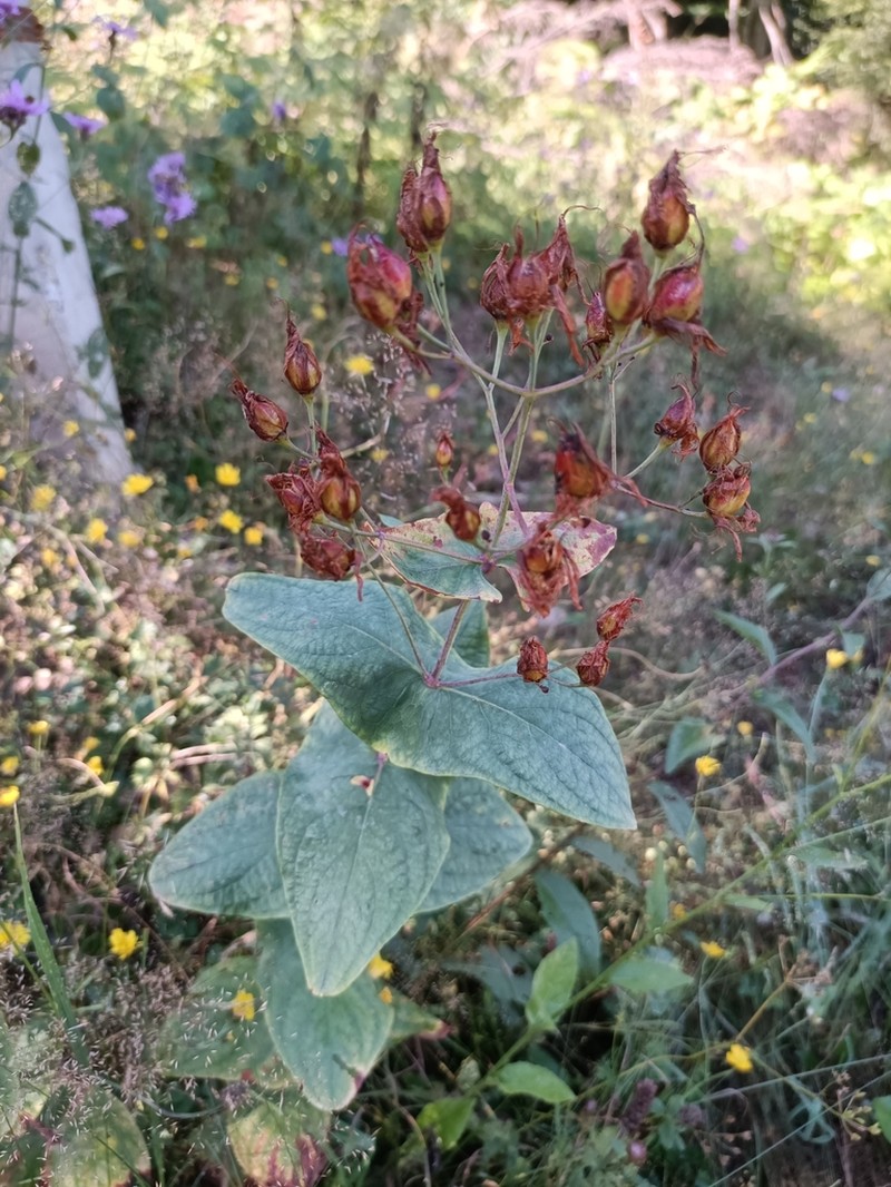 Hypericum bupleuroides photo 4