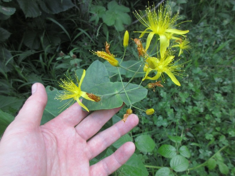 Hypericum bupleuroides photo 5