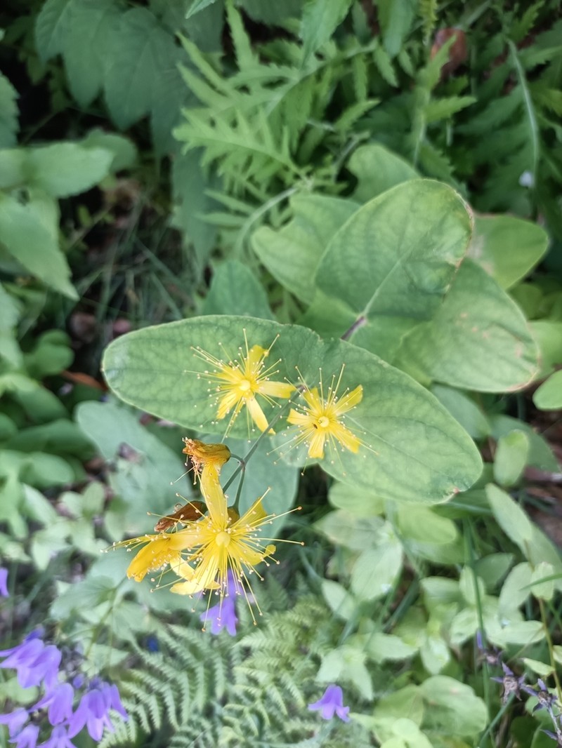 Hypericum bupleuroides photo 6