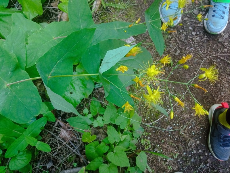 Hypericum bupleuroides photo 7