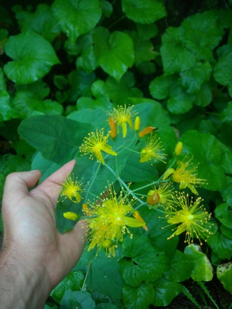 Hypericum bupleuroides photo 8