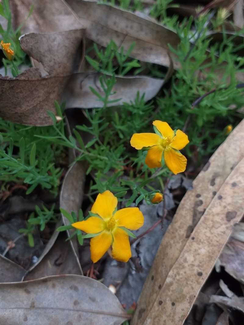 Hypericum caespitosum