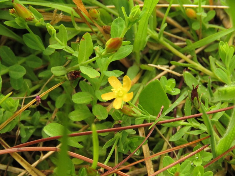 Hypericum caespitosum photo 2