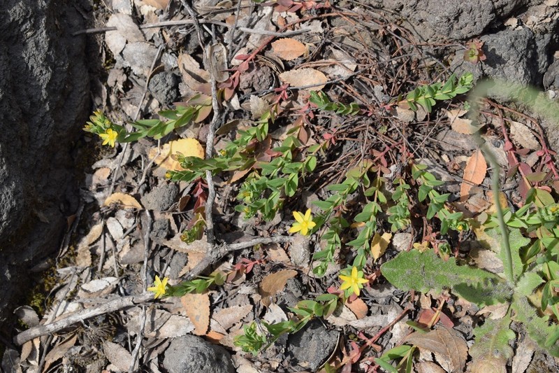 Hypericum caespitosum photo 3