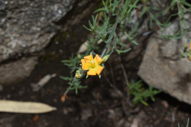 Hypericum caespitosum photo 4