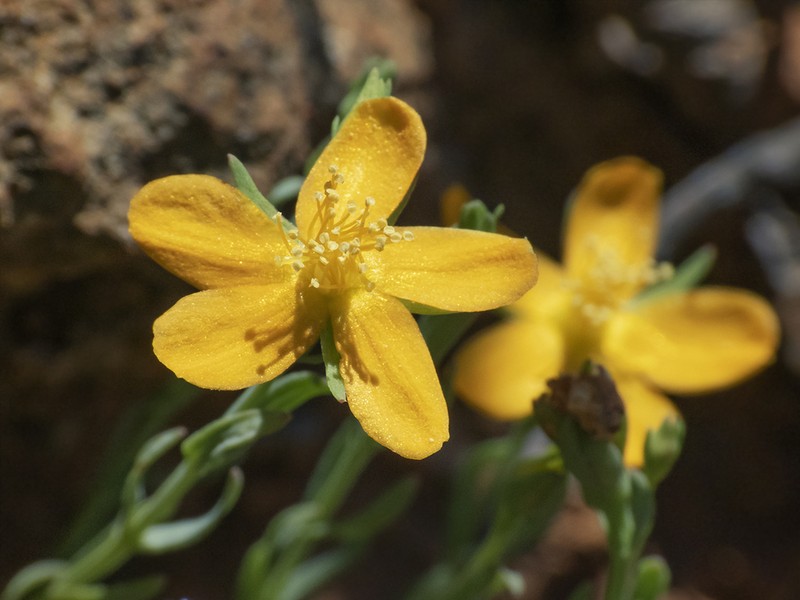 Hypericum caespitosum photo 5
