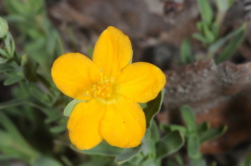 Hypericum caespitosum photo 6