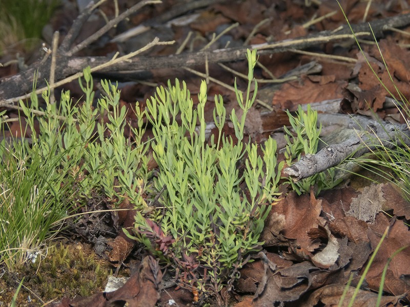 Hypericum caespitosum photo 7