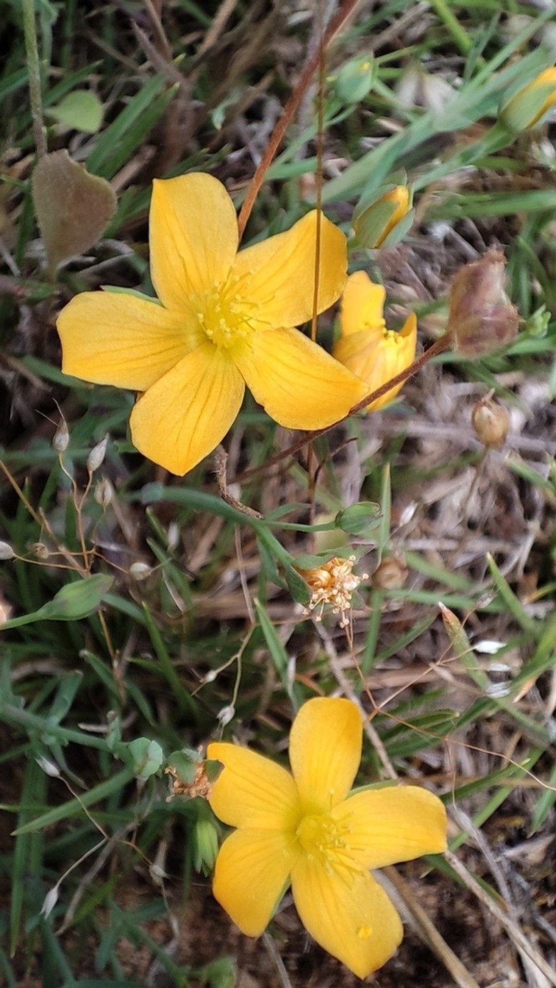 Hypericum caespitosum photo 8