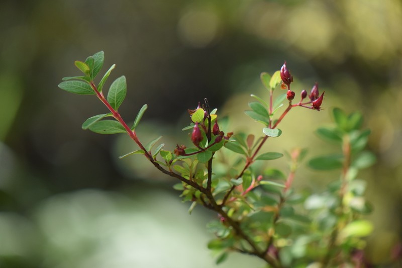 Hypericum calcicola photo 2