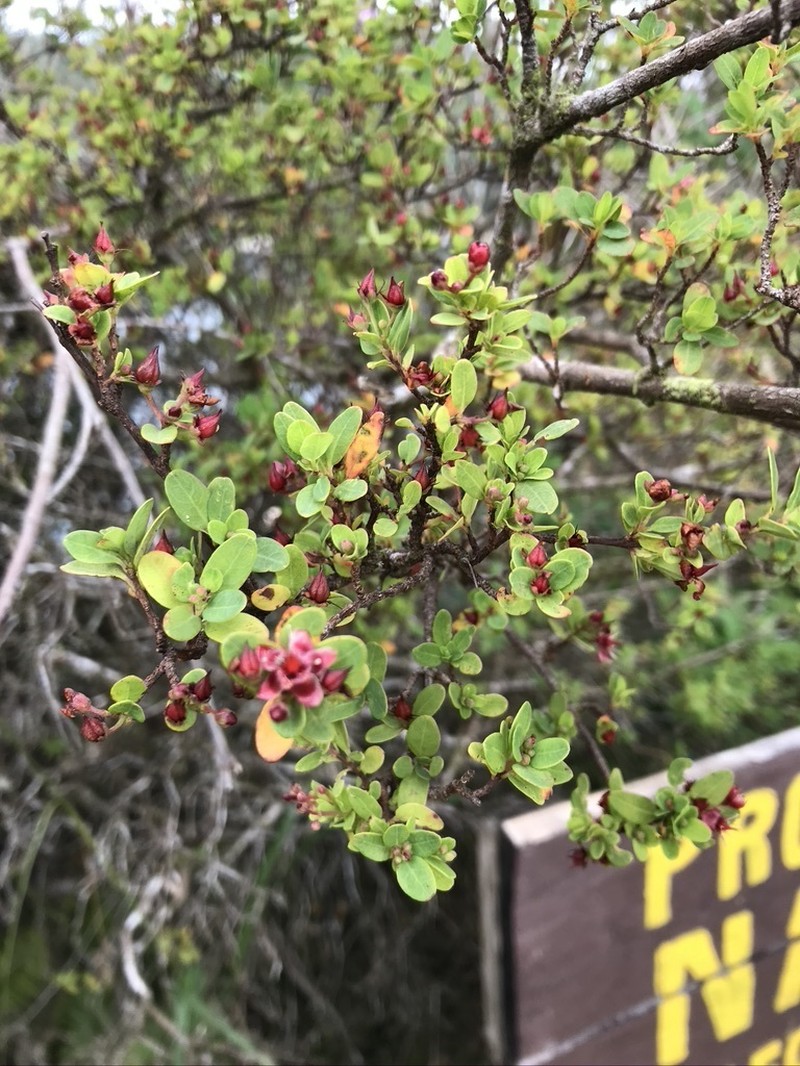 Hypericum calcicola photo 4