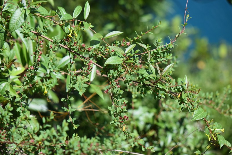 Hypericum calcicola photo 6
