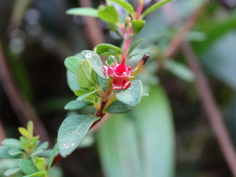 Hypericum calcicola photo 7