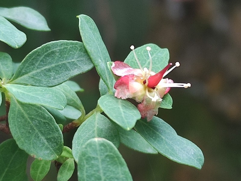 Hypericum calcicola photo 8