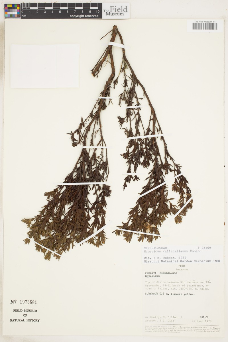 Hypericum callacallanum
