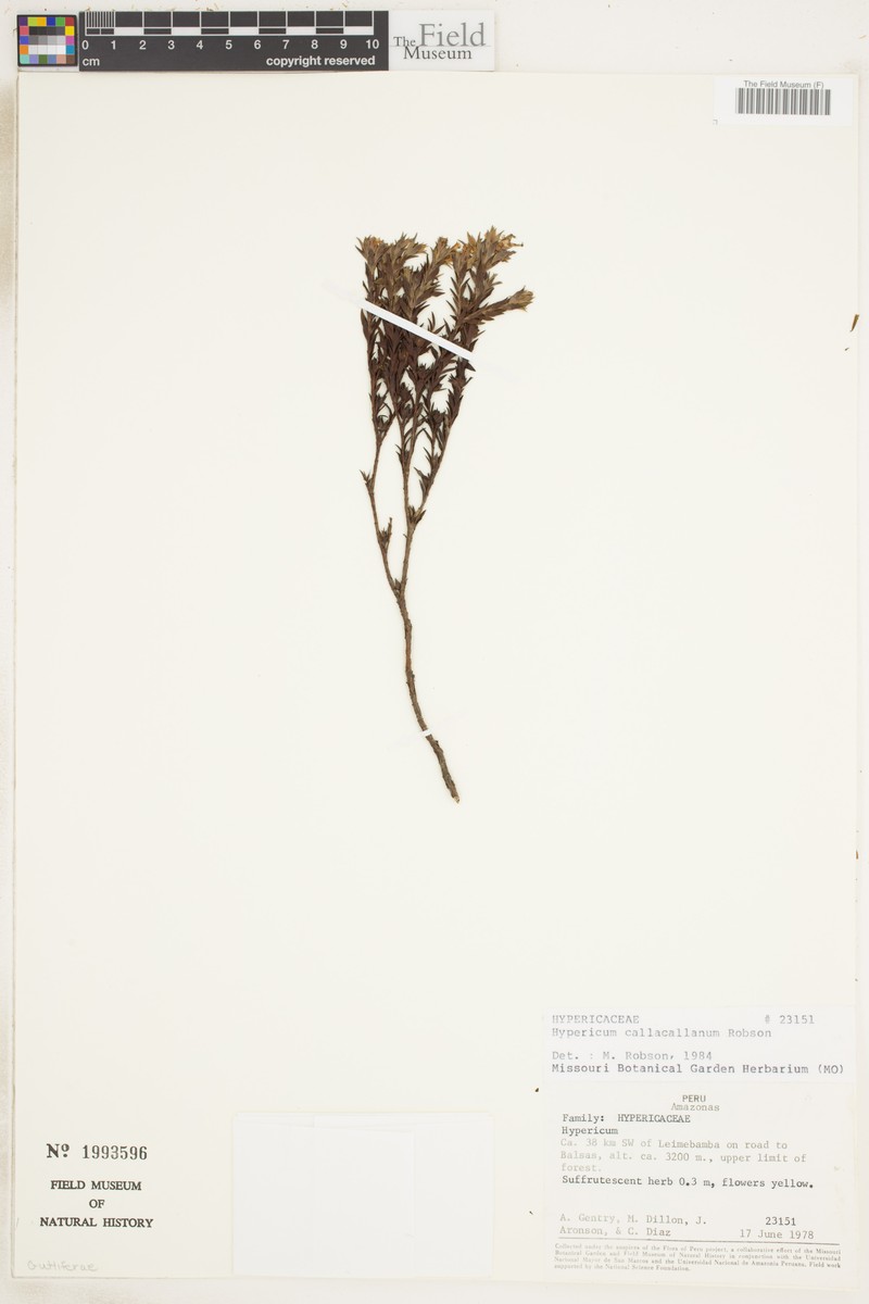 Hypericum callacallanum photo 2