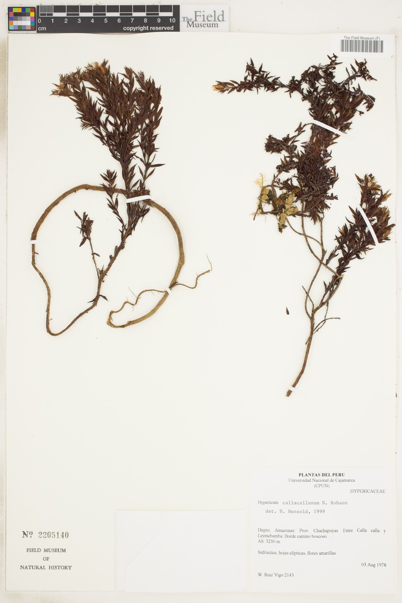 Hypericum callacallanum photo 3