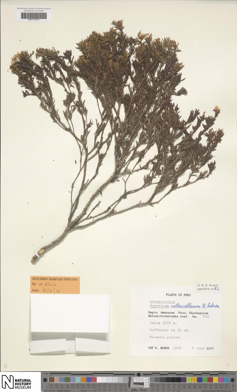 Hypericum callacallanum photo 4