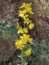 Hypericum callithyrsum