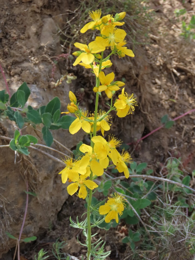 Hypericum callithyrsum