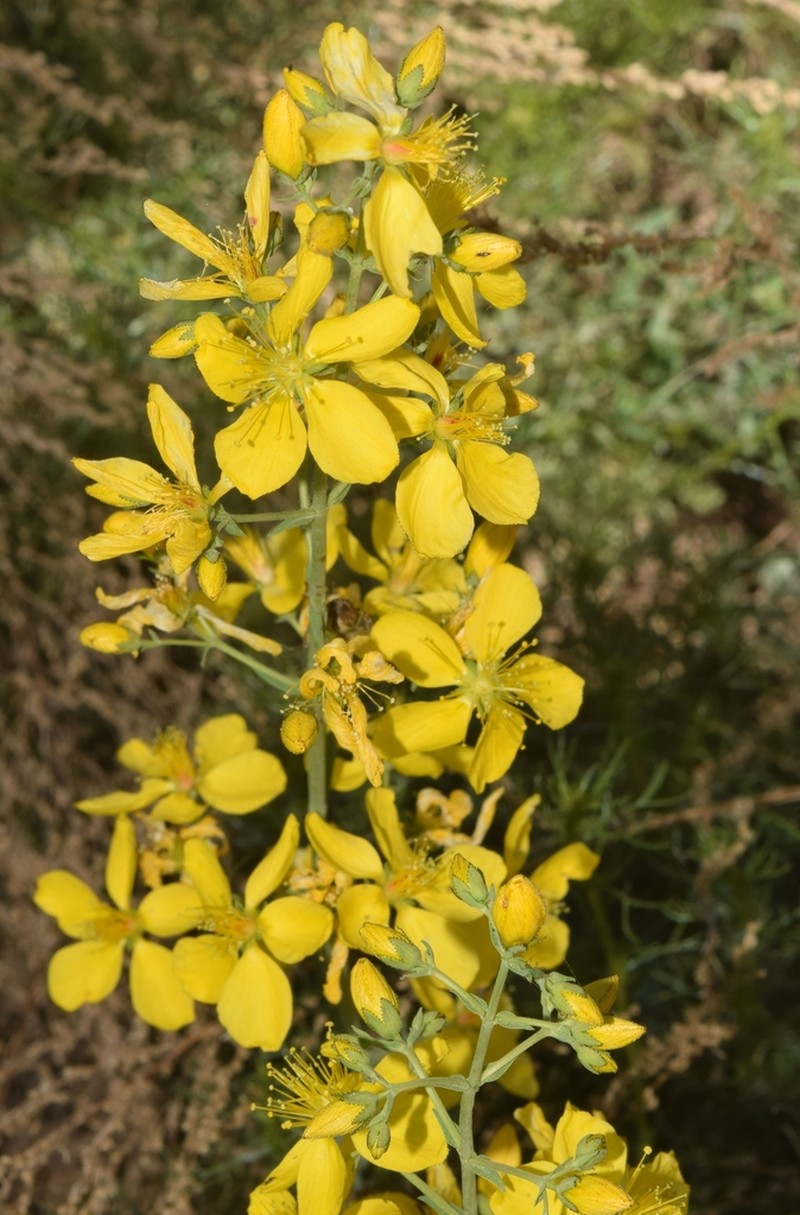 Hypericum callithyrsum photo 2