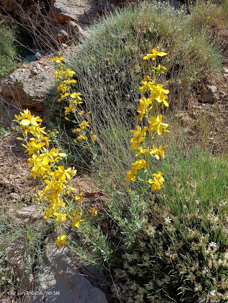 Hypericum callithyrsum photo 3