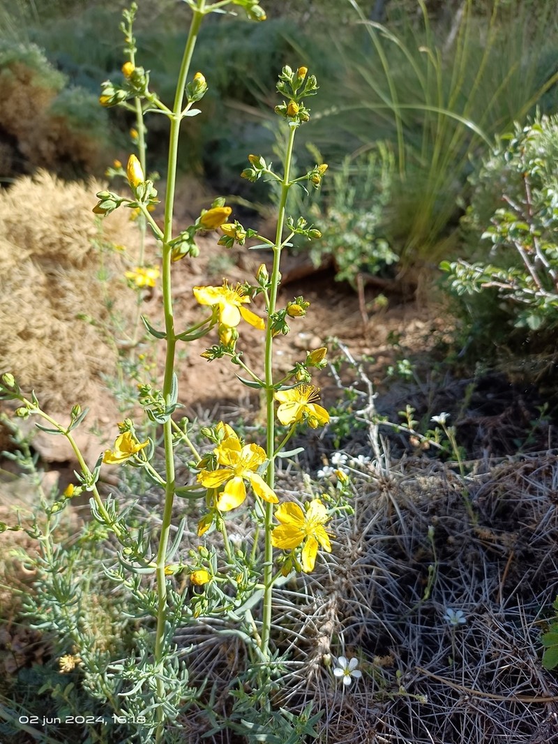 Hypericum callithyrsum photo 4