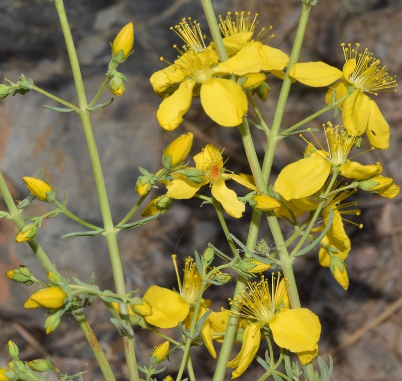 Hypericum callithyrsum photo 5