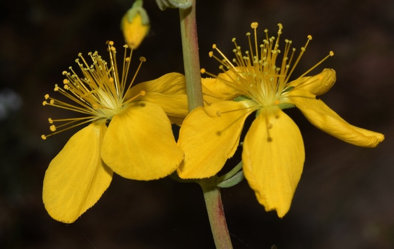 Hypericum callithyrsum photo 6