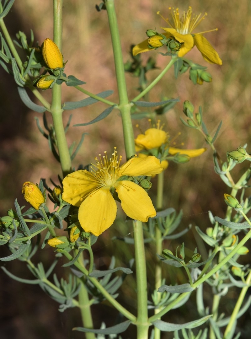 Hypericum callithyrsum photo 7
