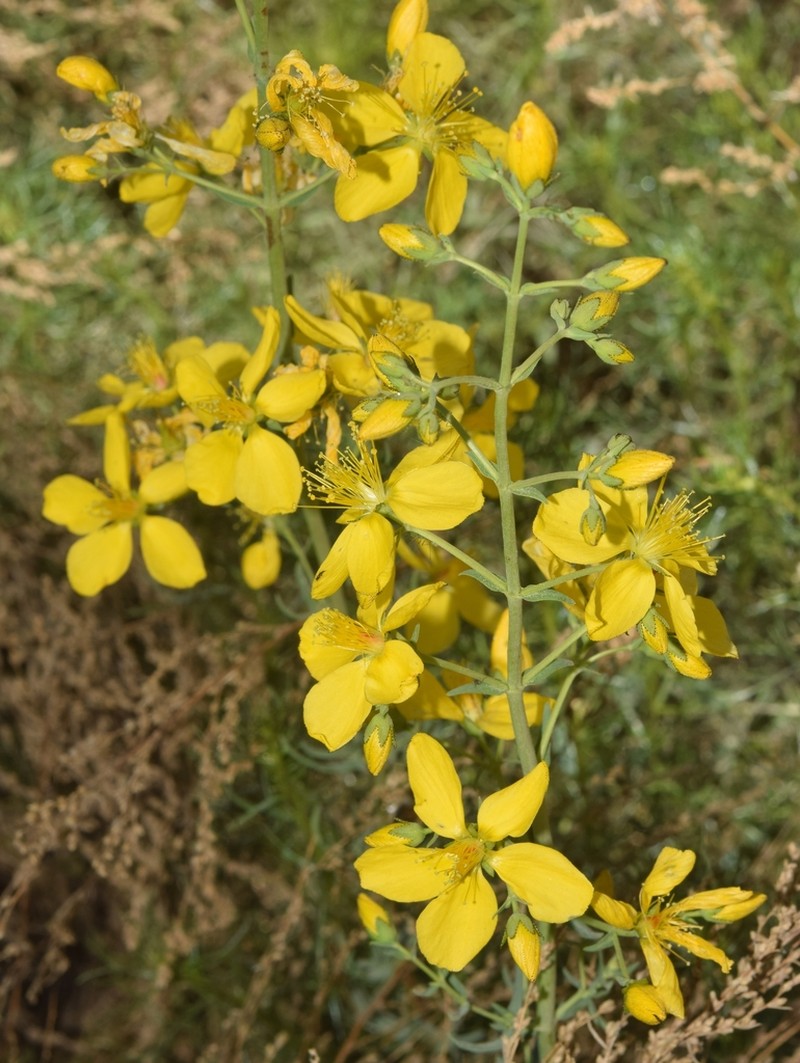 Hypericum callithyrsum photo 8