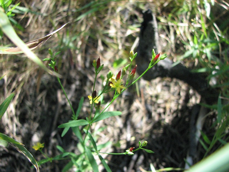 Lesser Canadian St. Johnswort photo 2