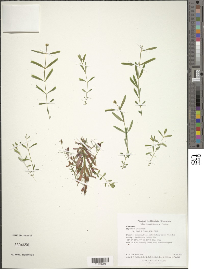 Lesser Canadian St. Johnswort photo 4
