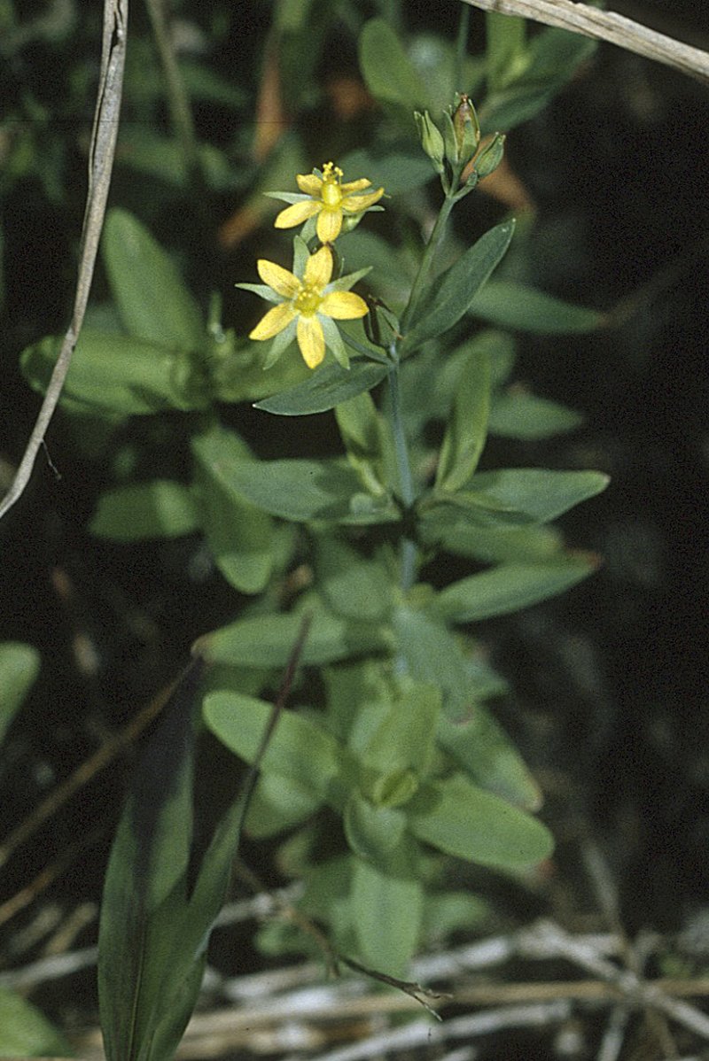 Lesser Canadian St. Johnswort