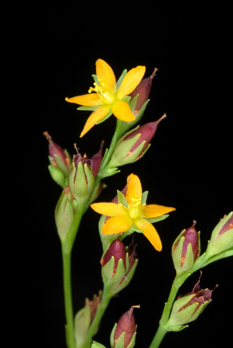 Lesser Canadian St. Johnswort