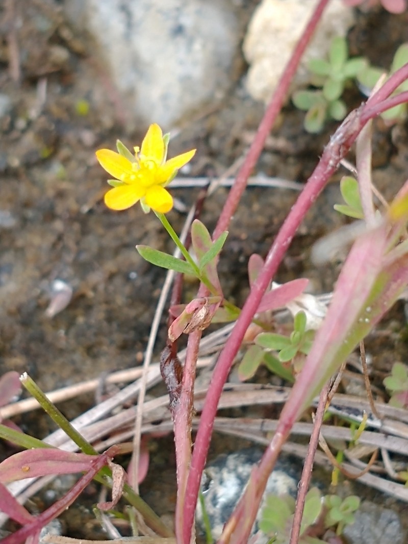 Lesser Canadian St. Johnswort photo 2