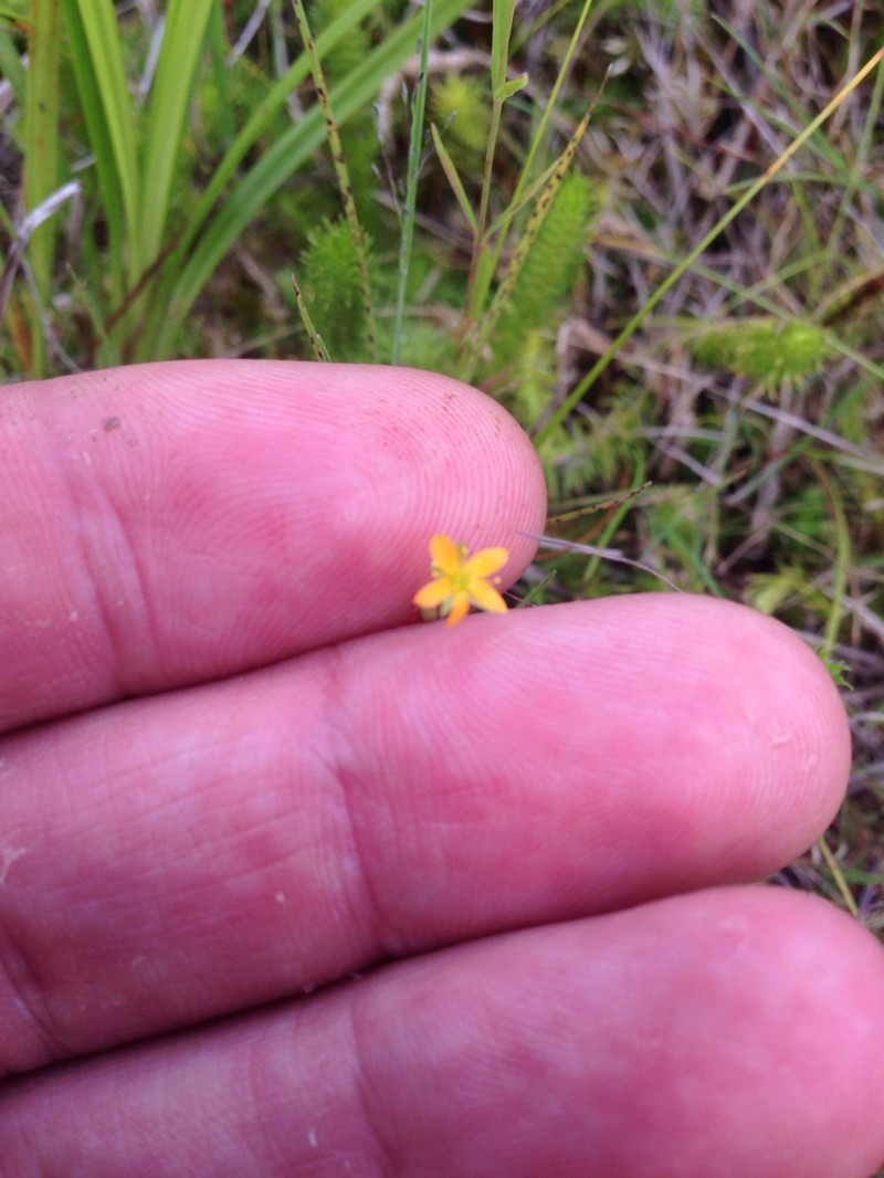Lesser Canadian St. Johnswort photo 3