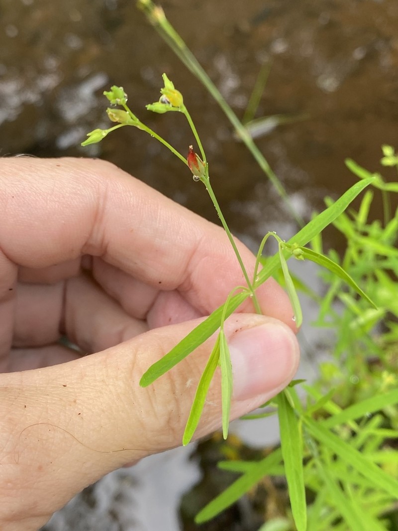 Lesser Canadian St. Johnswort photo 4