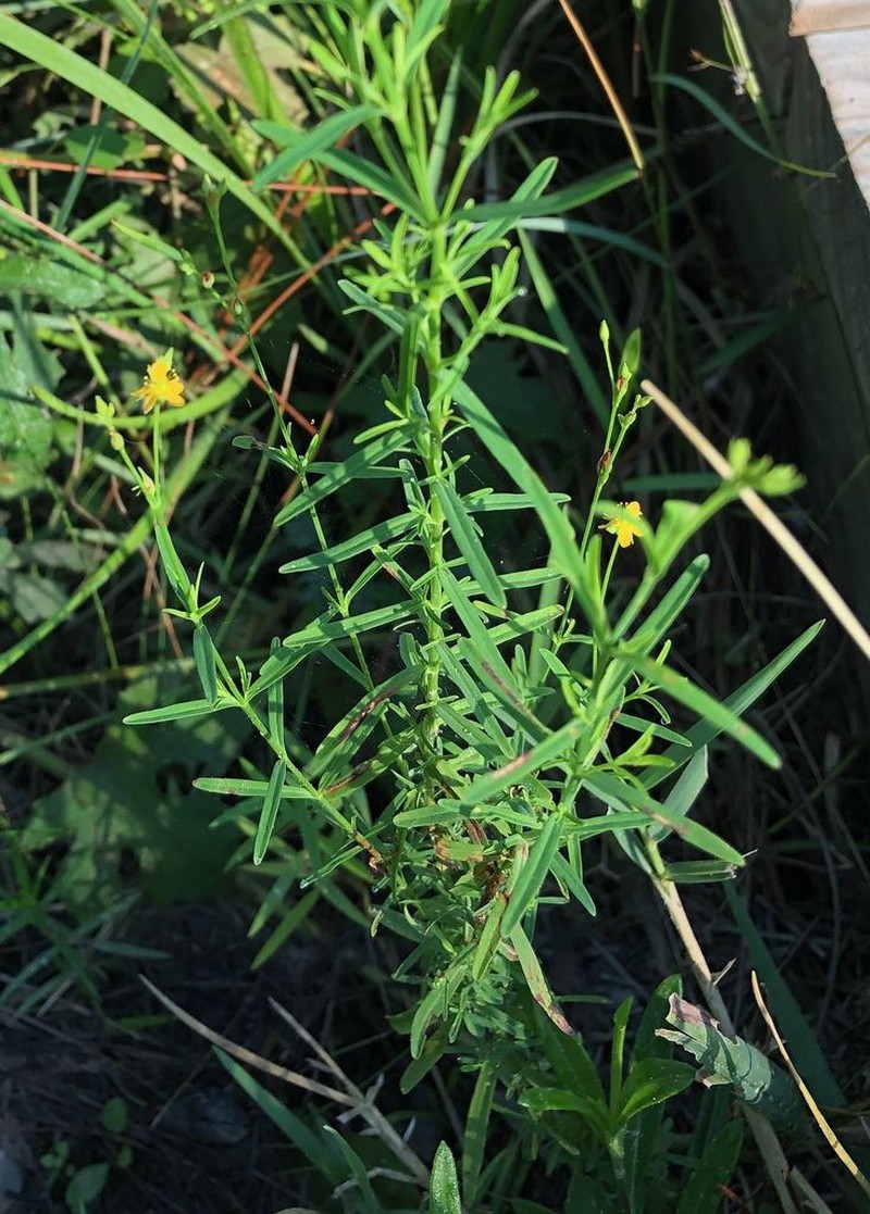 Lesser Canadian St. Johnswort photo 5