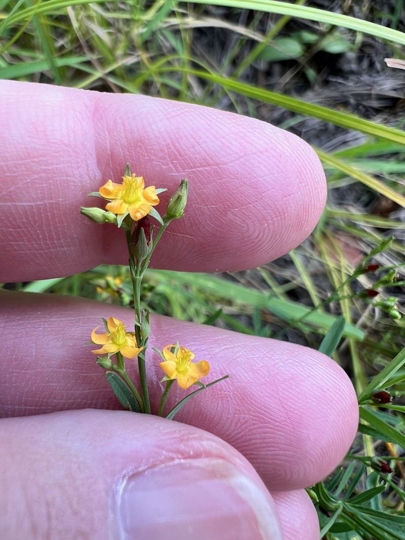 Lesser Canadian St. Johnswort photo 6